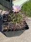 Preview: Stenocactus crispatus